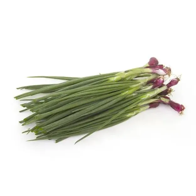 Picture of Spring Onion with roots